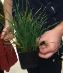 Barley infected by Yellow Rust