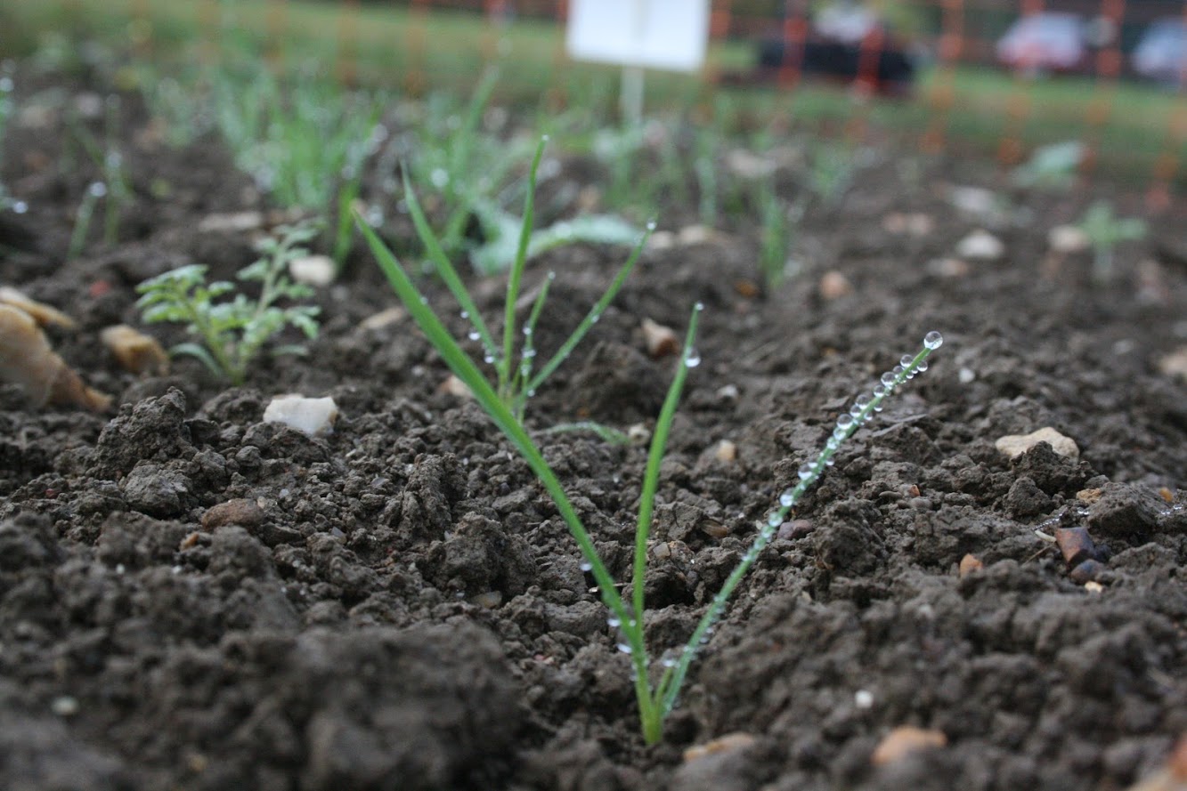 Variable black-grass control needs follow up treatment