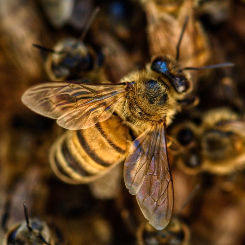 Bee Challenge raises awareness of plight of bees