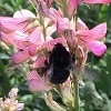 How to boost pollination