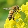 Bee friendly oilseed rape