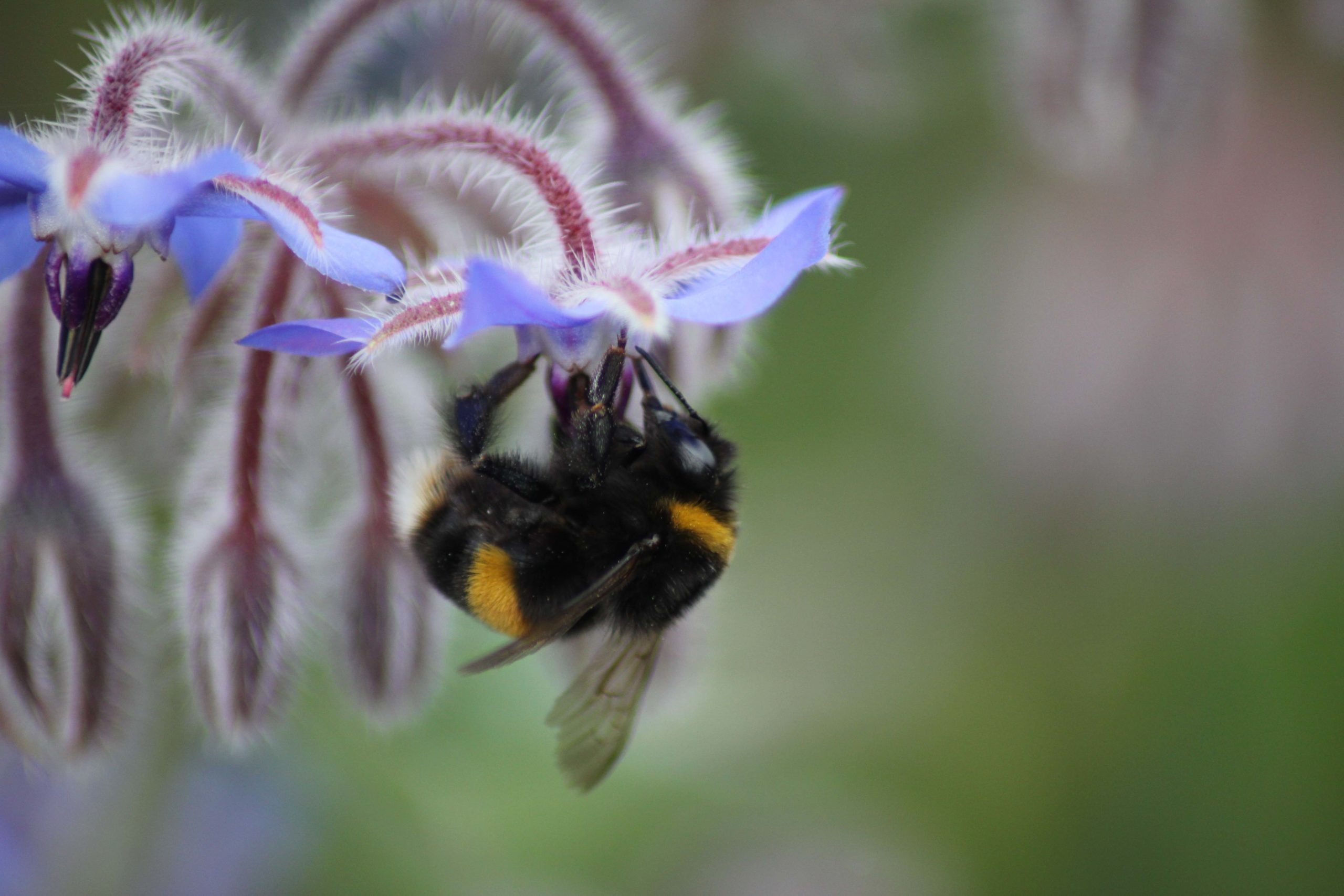 Itaka launches world’s first microbial seed treatment for borage