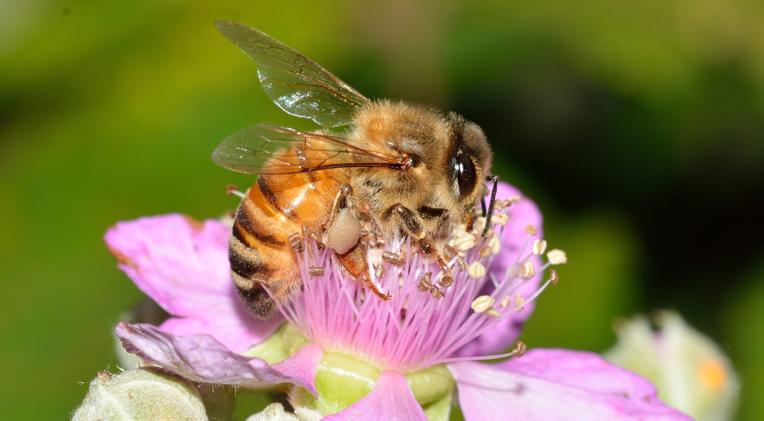 Which flowers do bees prefer? Portable sequencer provides answers