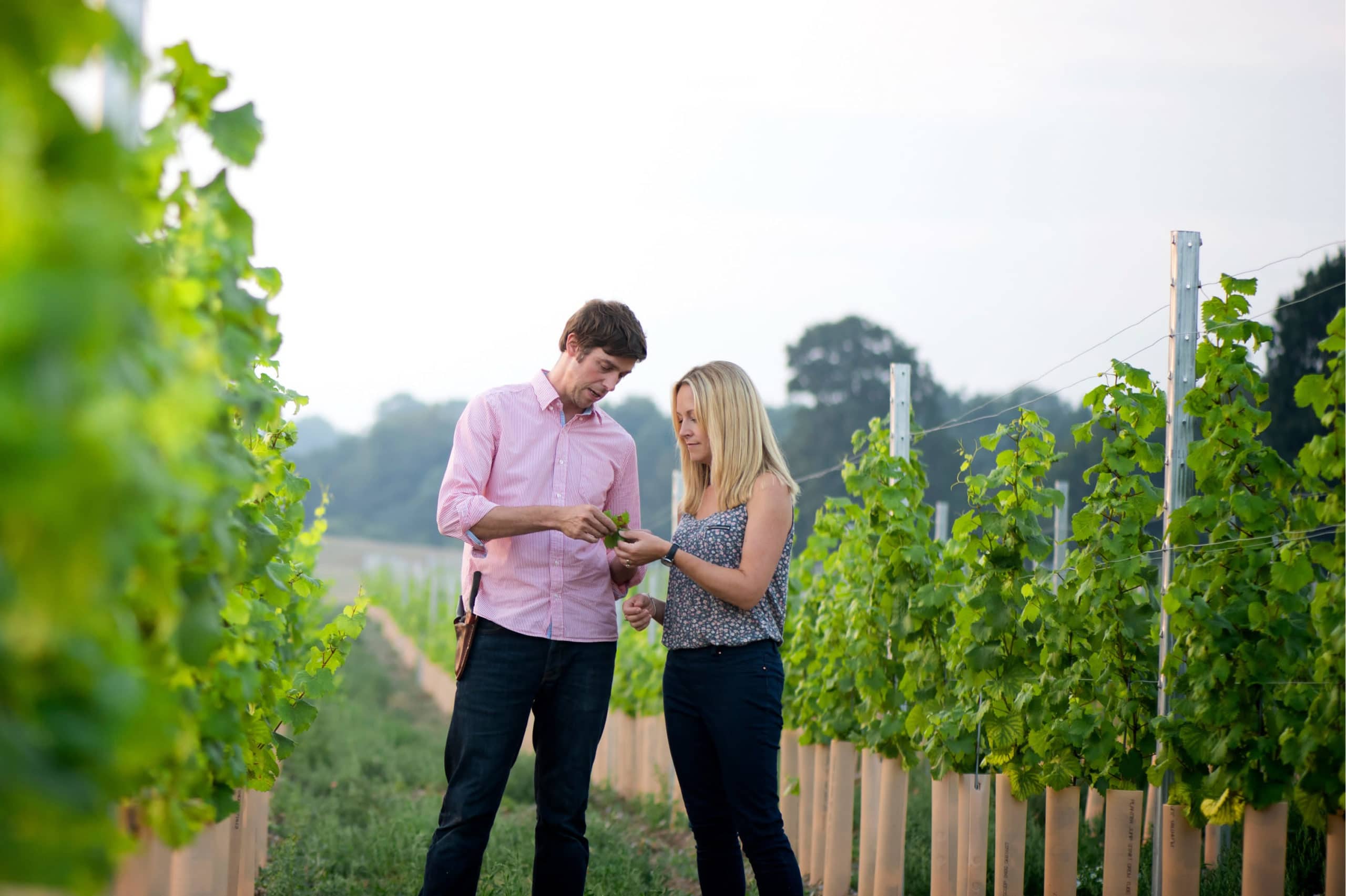 Creating a vineyard in Norfolk