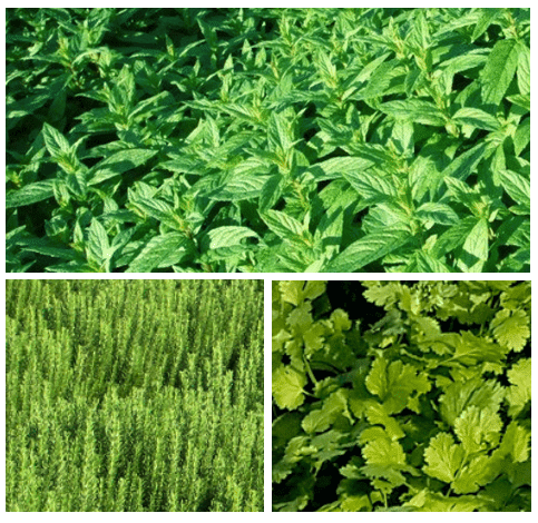 Extracting value from niche crops