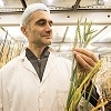 Speed breeding and the rise of stem rust