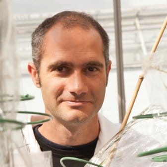 Gene-detecting technology brings super wheat closer