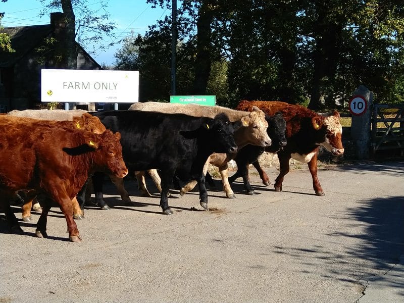 Enabling livestock farmers to meet changing customer preferences