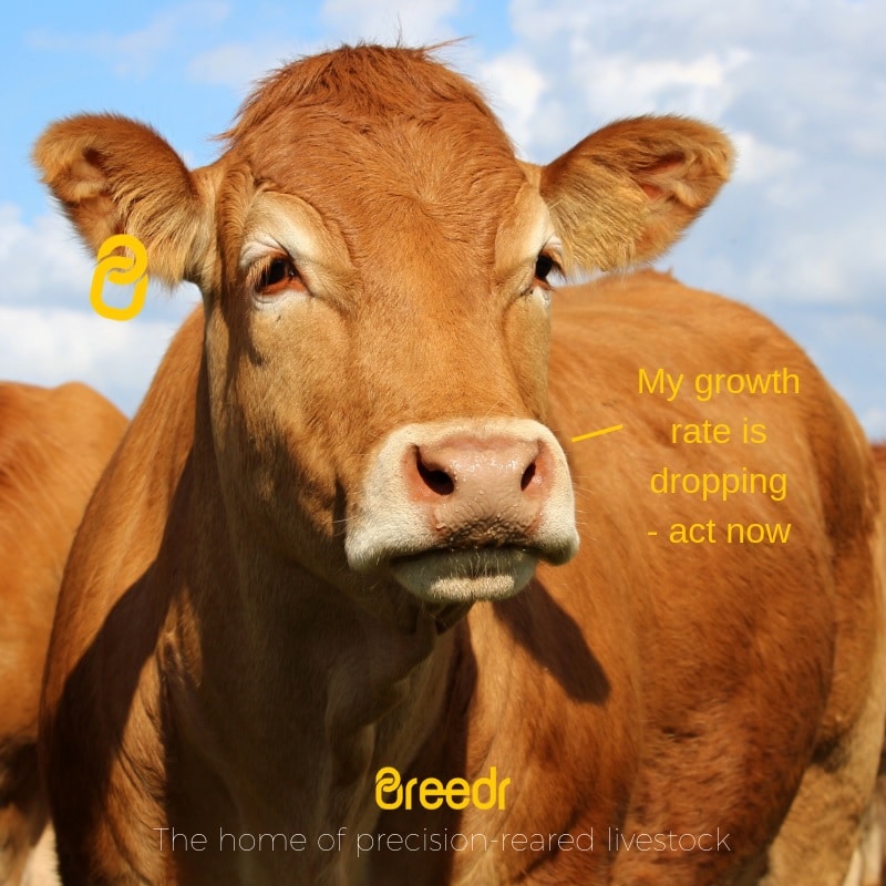 Enabling beef producers to meet changing consumer preferences