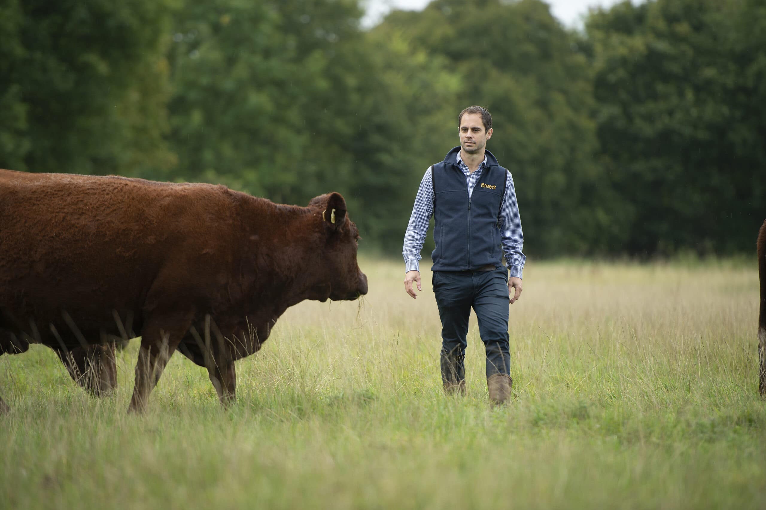 Breedr launches first smart beef contracts based on lifetime animal data