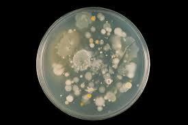 Launch of world’s first Crop Microbiome CryoBank