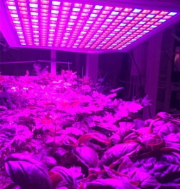 GrowPura increasing the productivity and profitability of vertical farming