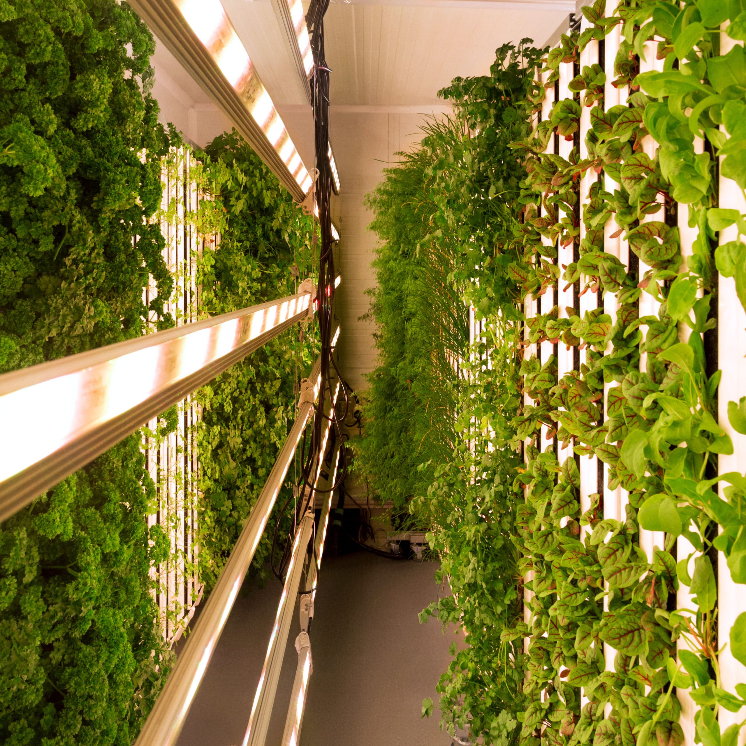 Opportunities for innovation with rapid growth in Controlled Environment Agriculture