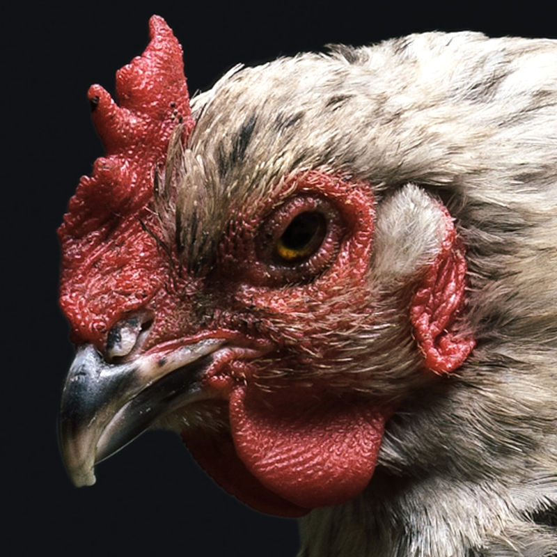 UEA expert calls for human vaccine to protect poultry workers