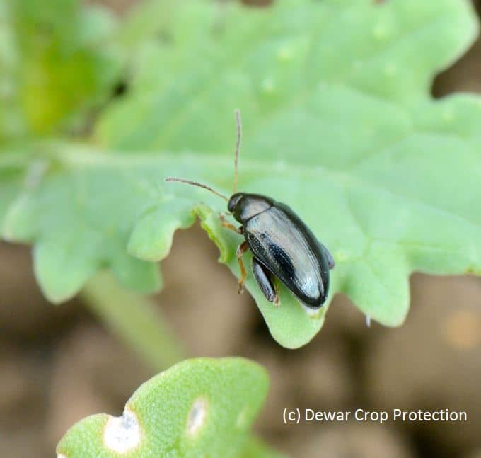 Non-chemical control options for cabbage stem flea beetle to be explored