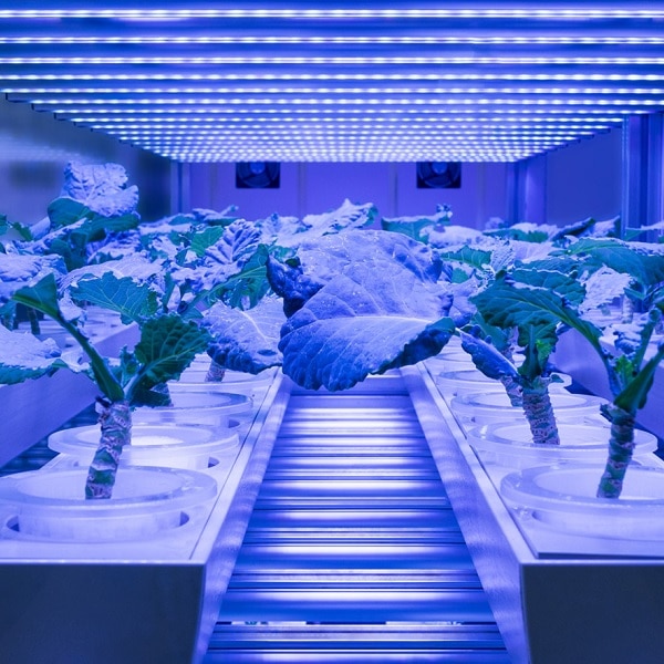 The future of vertical farming: the intelligent ecosystem