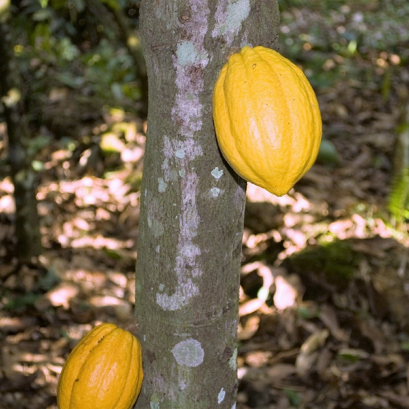 Agri-TechE members with African partners in £9.3 million investment in agri-tech