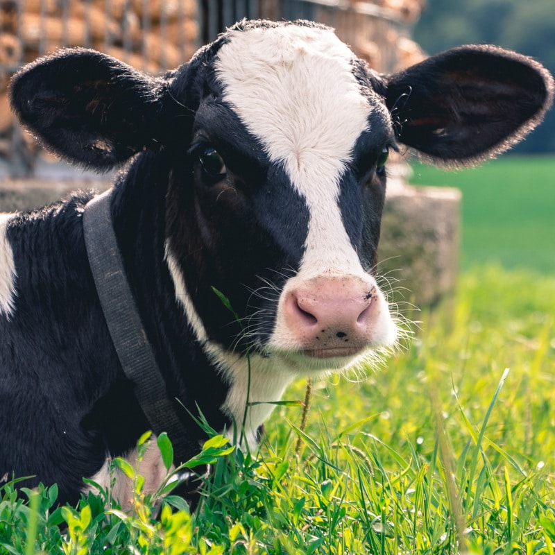 New test speeds up mastitis diagnosis in farmyard