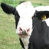 Internet of Cows provides early indication of health issues