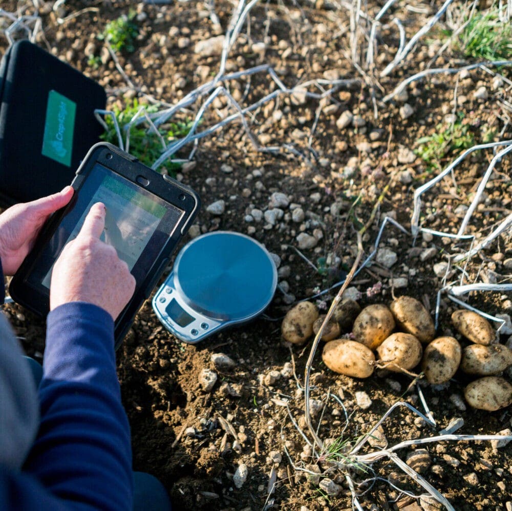 Crop4Sight benchmarking enables potato growers to improve yields