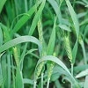 Controlling pesticide resistant black-grass