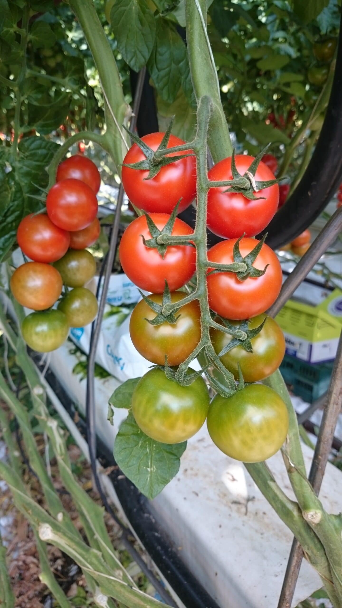 FOLIUM Science extends Guided Biotics®technology to plants