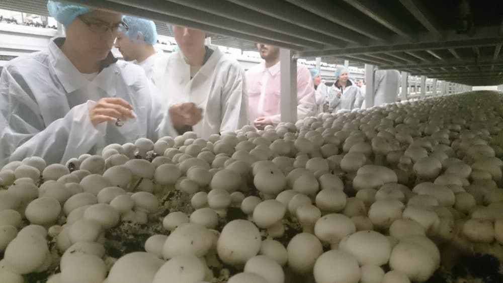 YIF Blog: May Mushroom Farm, G’s Growers