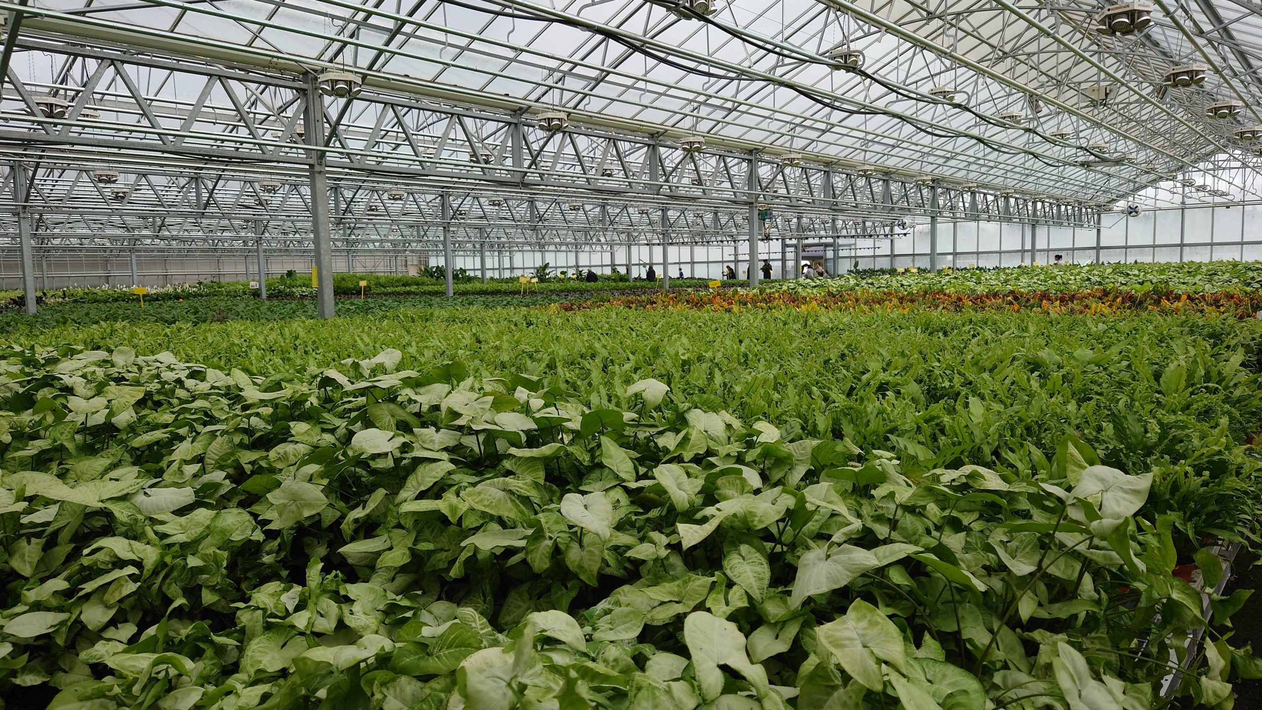 Bury Lane Farm: houseplants sales continues to soar