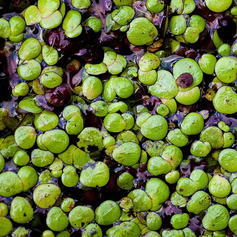 DryGro raises £3.8m funding to provide an alternative protein for livestock feed