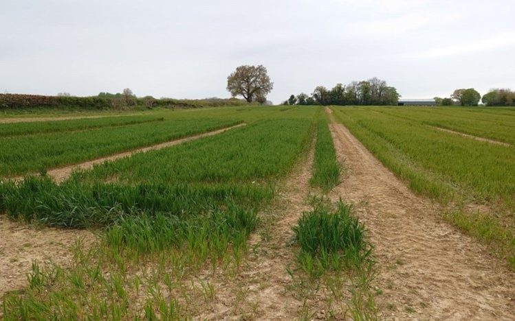 Sustainability in Action ECIF Conference - at Rothamsted