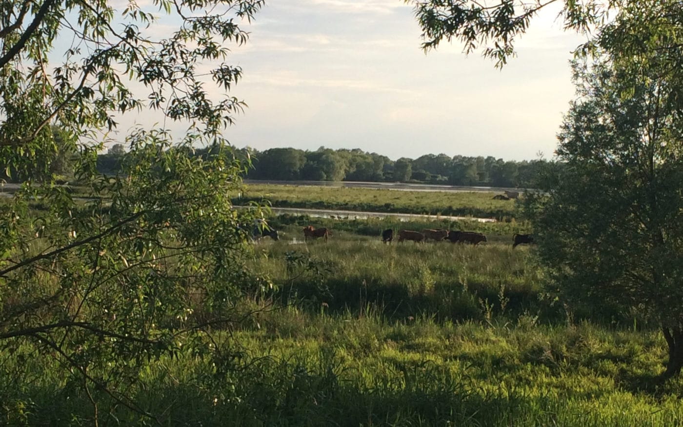 What is ELMs and how Agri-TechE can help