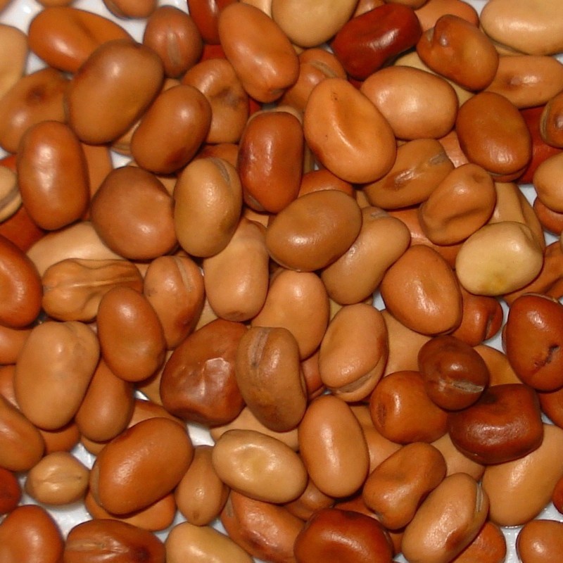 Faba-beans