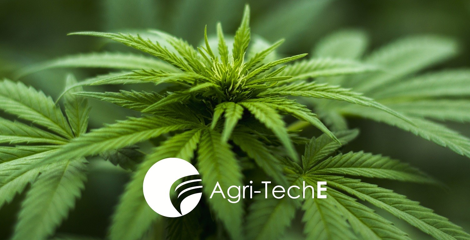 From Farmer to Pharma – hemp and medicinal cannabis offer a growing opportunity