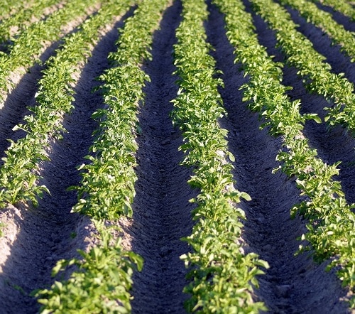 Does crop sensing data correlate with improved yields?