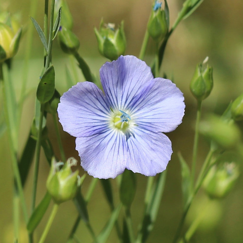 Farmable fabrics – a tailor-made diversification opportunity for UK agriculture?