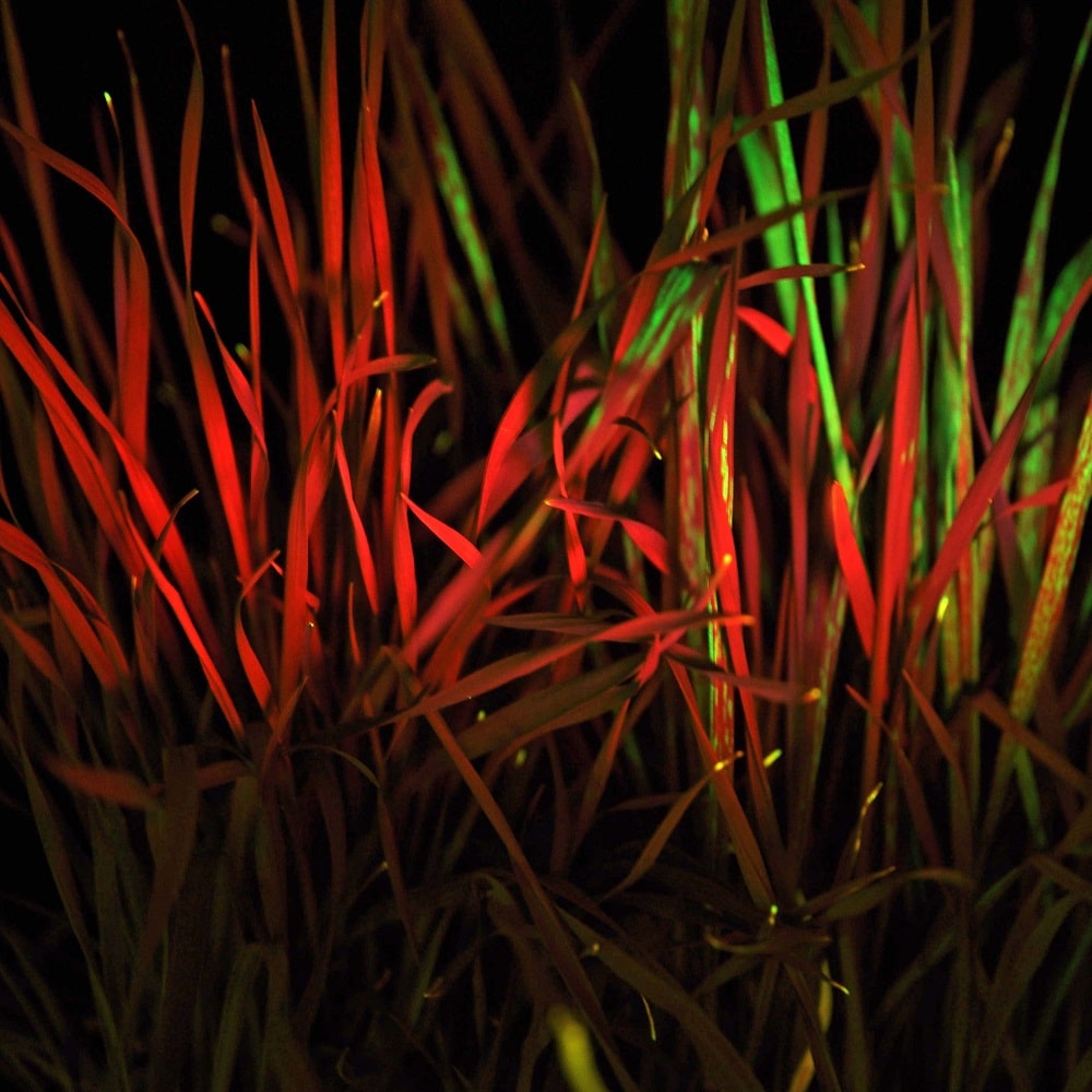 FoMV-GFP-013_2editsmall