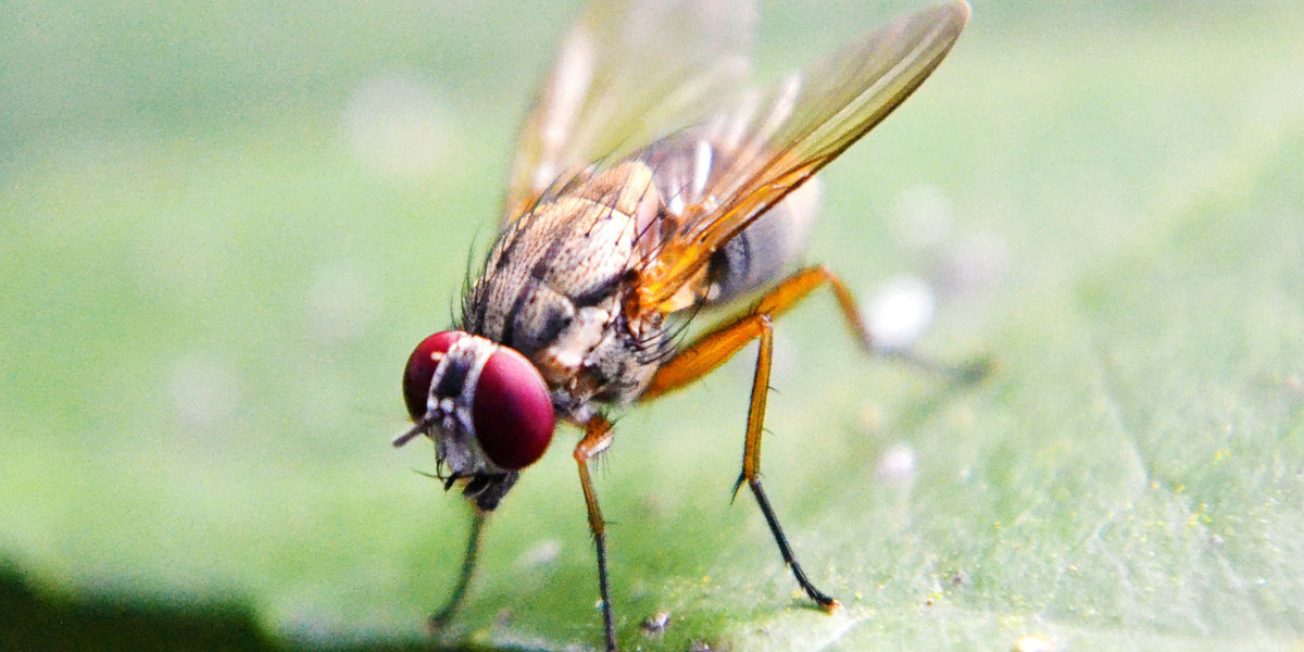 NatureMetrics and BigSis in Bloomberg Top 25