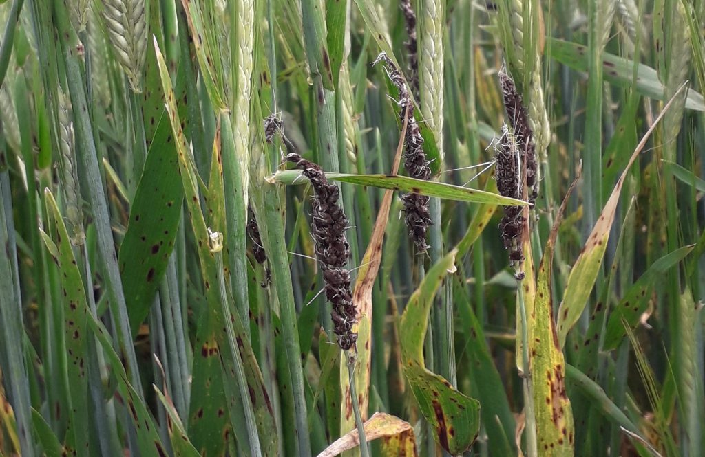 Fungicide resistance-ca6f40fe