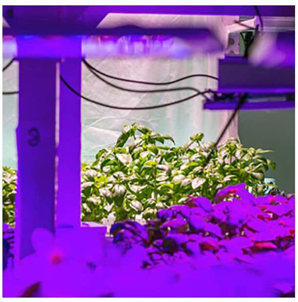 Growing in a pandemic – How has indoor farming faired?