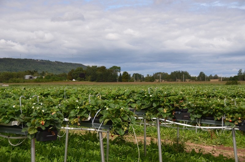 HorticultureNS-Gallery35