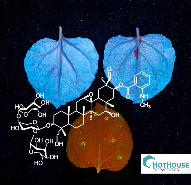 Plants as biofactories – a high value opportunity for vertical farming?