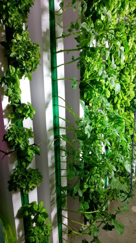 Innovate UK Funding For Energy Efficient Aeroponic Farming Systems