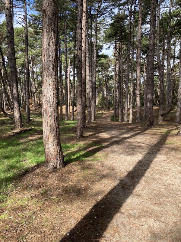 Wilder, wetter, better for wildlife – second round of Landscape Recovery