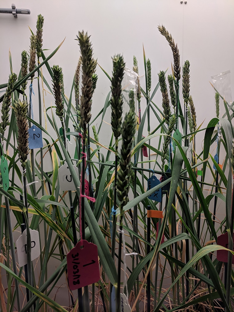 Young Innovators’ Forum: John Innes Centre