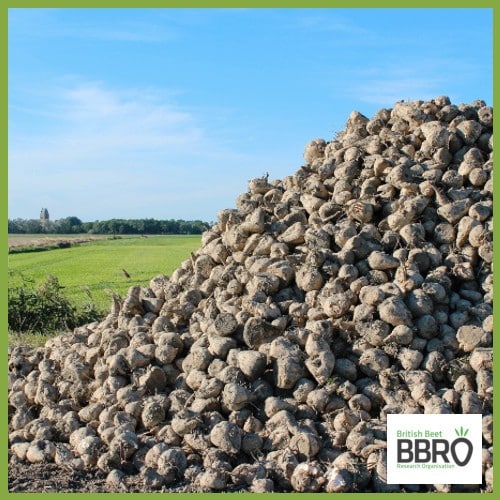 Cereal camo-cropping – BBRO in the Innovation Hub