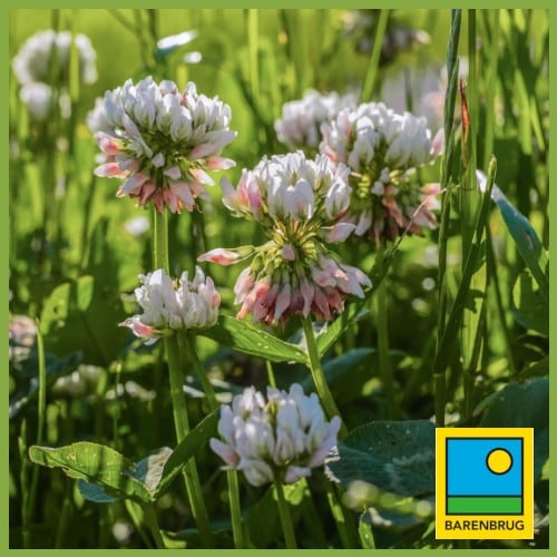 Reducing inputs by adding a touch of clover – Barenbrug in the Innovation Hub