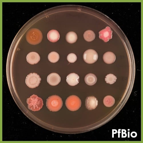 PfBio offers biocontrol on prescription