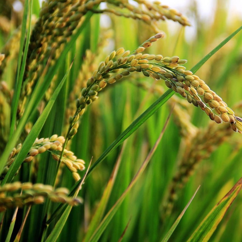 John Innes Centre discovery could pave way for disease-resistant rice