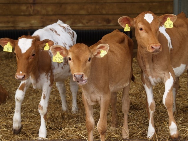 Is there Johne’s Disease in the herd? New rapid testing service provides yes/no answer