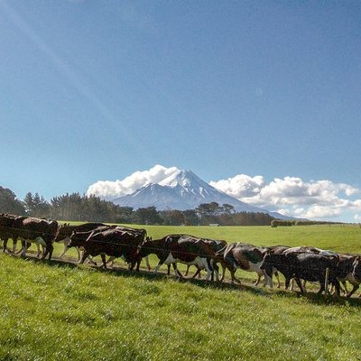 New Zealand farmer cooperative LIC meets Agri-TechE members